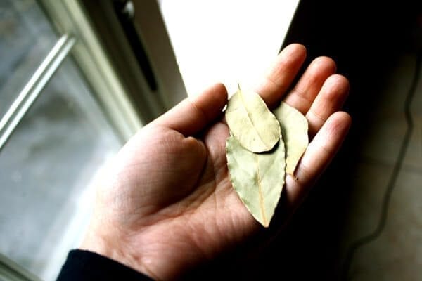 bay leaves by jcghk.dfhdjkvfj.cf