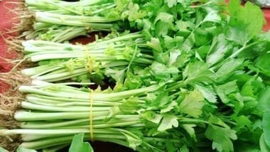 Chinese vegetables: chinese celery, by jcghk.dfhdjkvfj.cf