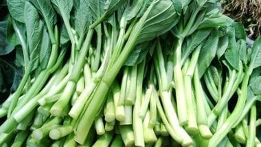Chinese vegetables: choy sum, by jcghk.dfhdjkvfj.cf