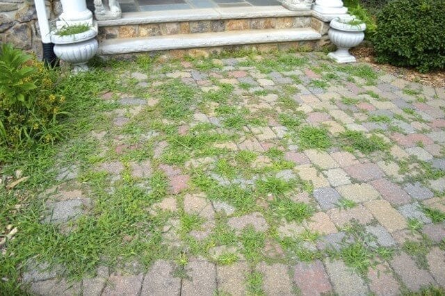 walkway weeds