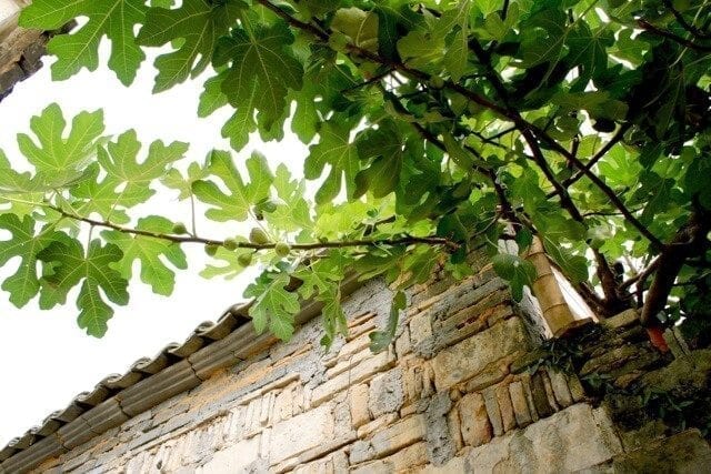china-fig-tree - ON LOCATION IN HONGCUN, by jcghk.dfhdjkvfj.cf