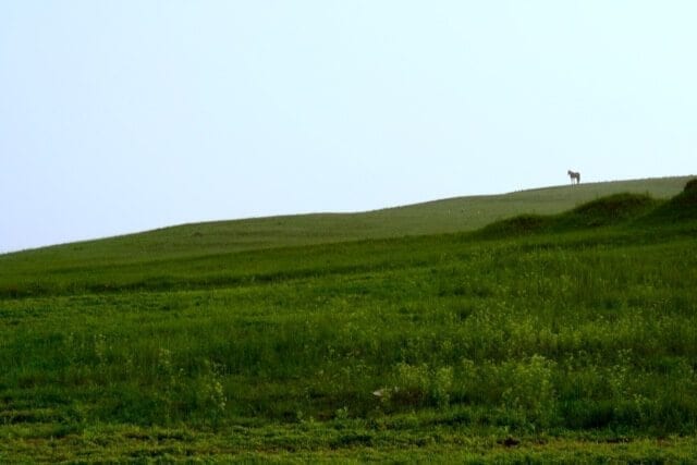 THE MONGOLIAN EXPERIENCE