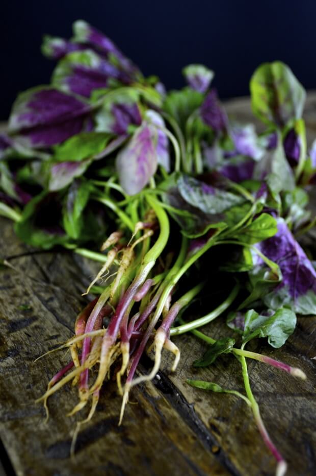 Stir-fried Pink Amaranth Greens by jcghk.dfhdjkvfj.cf