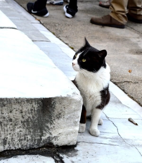 How to See Istanbul In One Day by jcghk.dfhdjkvfj.cf
