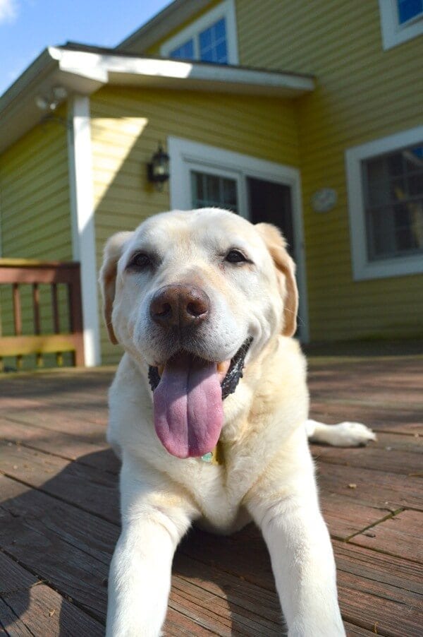 Jake the Labrador by jcghk.dfhdjkvfj.cf 