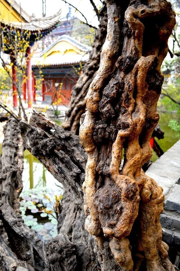 A Trip to Huashan and Xi'an by jcghk.dfhdjkvfj.cf 