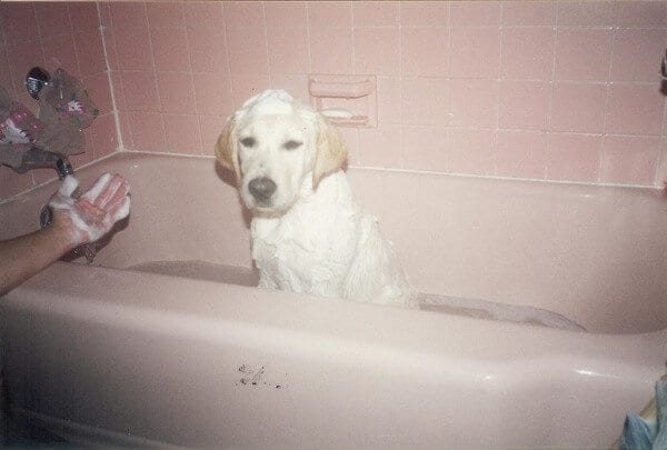 Jake (puppy-bath) by jcghk.dfhdjkvfj.cf