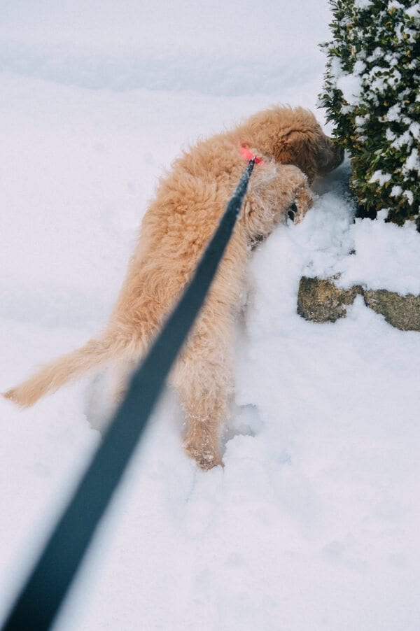 barley-snow--1