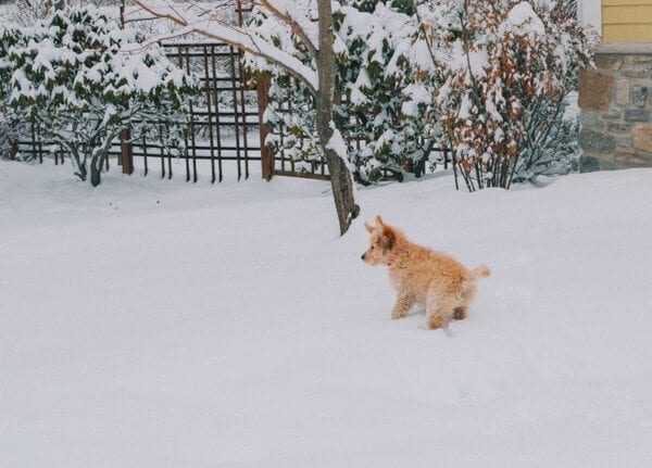 barley-snow--11