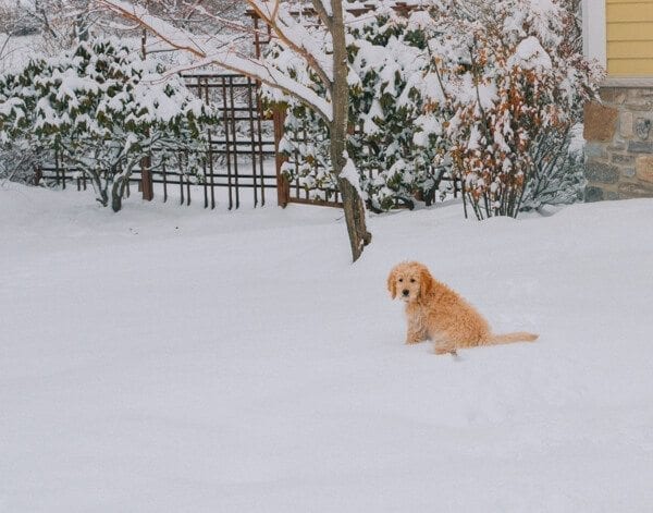 barley-snow--12