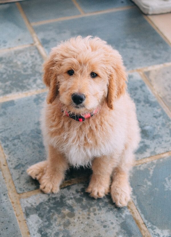 Picking a Puppy