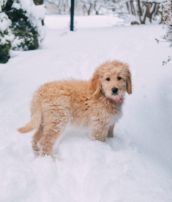 barley-snow--3