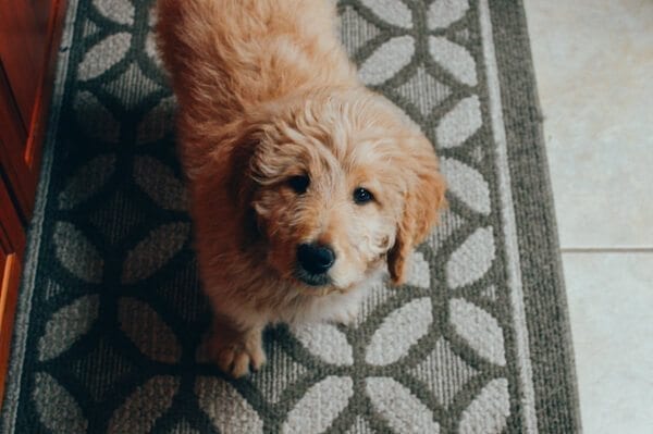 goldendoodle-1