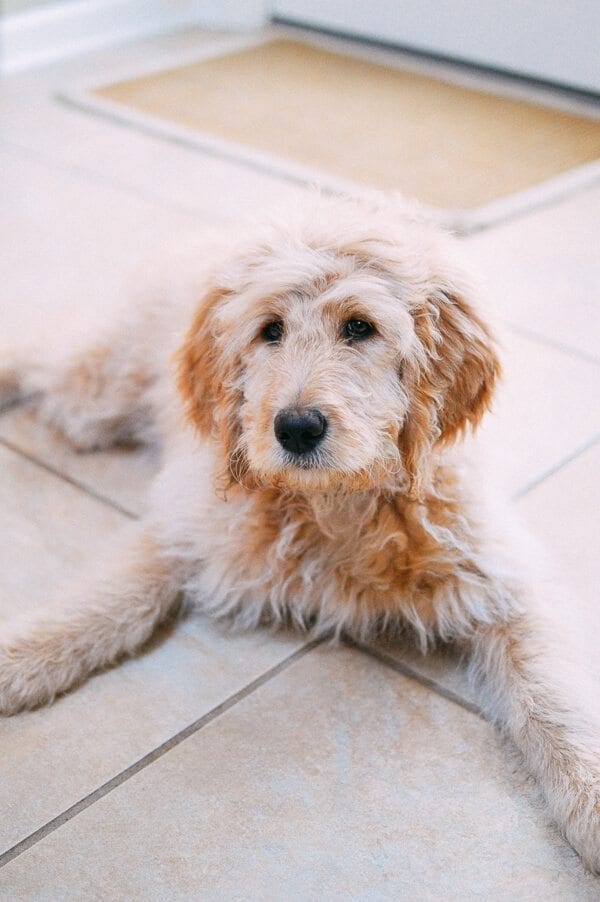 Barley's First Weeks and Puppy Training Treats - goldendoodle puppy by jcghk.dfhdjkvfj.cf