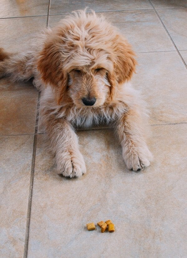 Barley's First Weeks and Puppy Training Treats by jcghk.dfhdjkvfj.cf
