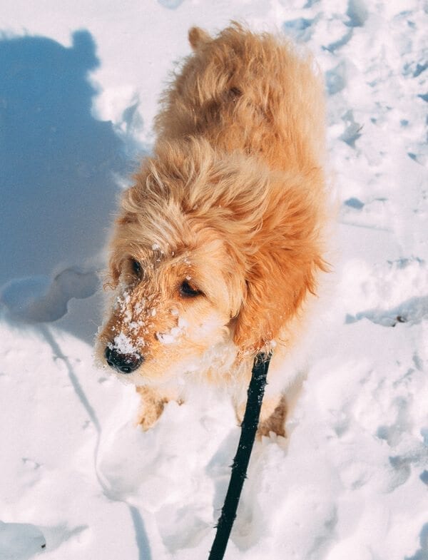 Barley's First Weeks and Puppy Training Treats - goldendoodle puppy by jcghk.dfhdjkvfj.cf