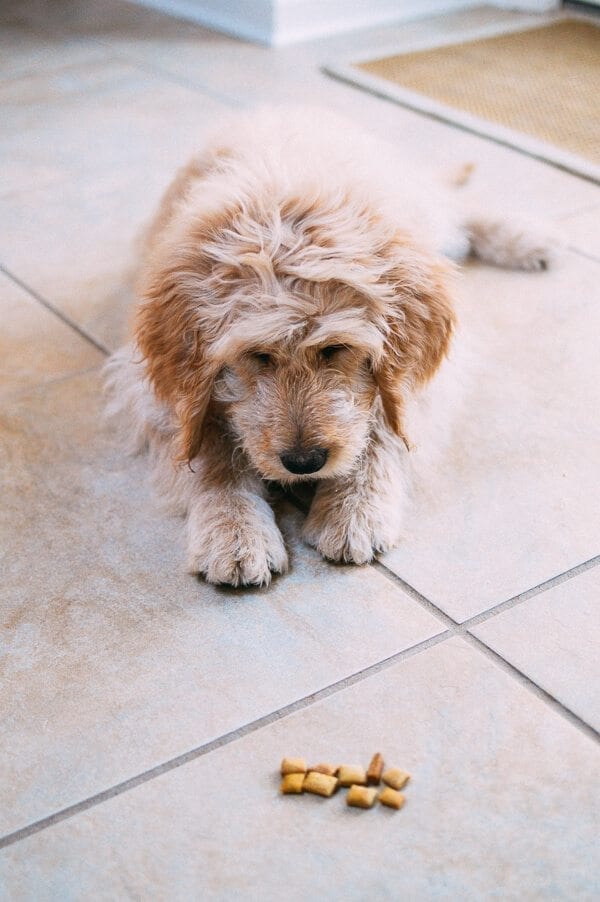 Barley's First Weeks and Puppy Training Treats by jcghk.dfhdjkvfj.cf