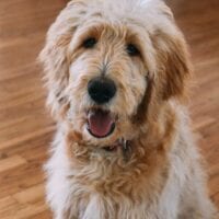 Barley as a puppy