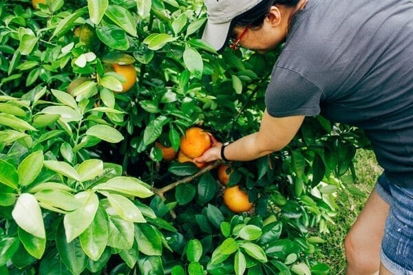 Picking oranges
