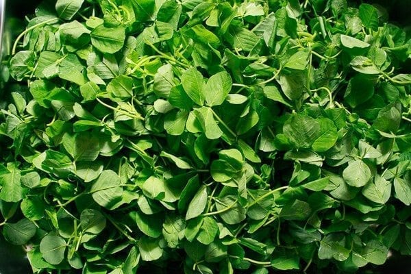 Sautéed Edible Clover (Chao Tou - 炒头), by jcghk.dfhdjkvfj.cf