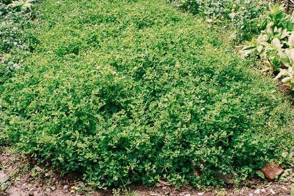 Sautéed Edible Clover (Chao Tou - 炒头), by jcghk.dfhdjkvfj.cf
