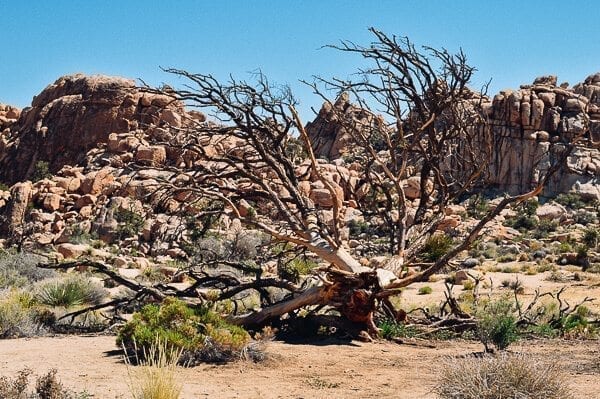 joshua-tree-14