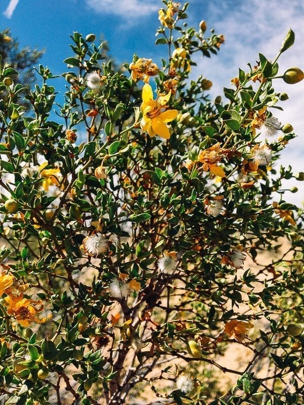 Joshua Tree wildflowers