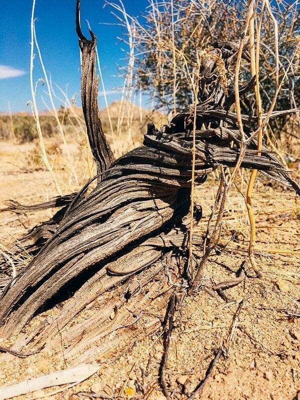 Joshua Tree twisted tree stump