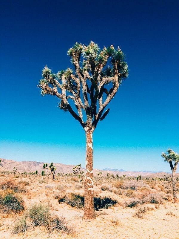 Joshua Tree