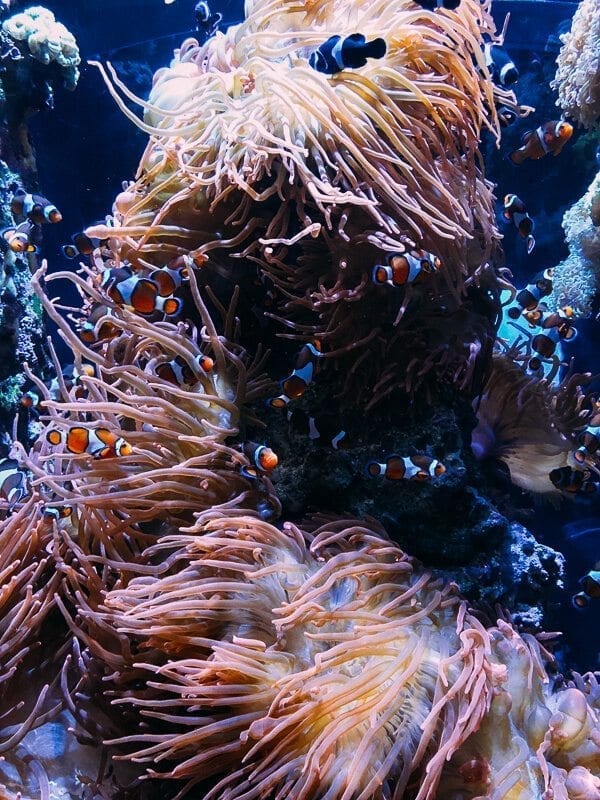 Monterey Bay Aquarium, by jcghk.dfhdjkvfj.cf