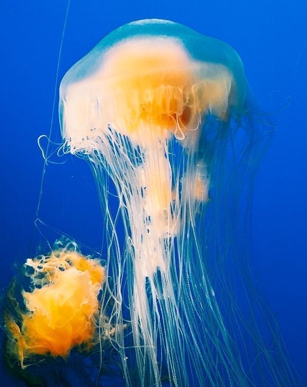 Monterey Bay Aquarium Jellyfish, by jcghk.dfhdjkvfj.cf