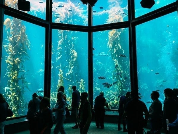 Monterey Bay Aquarium, by jcghk.dfhdjkvfj.cf