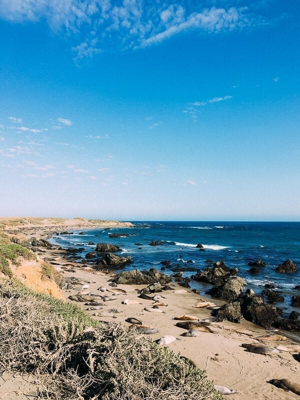 Elephant Seals, by jcghk.dfhdjkvfj.cf