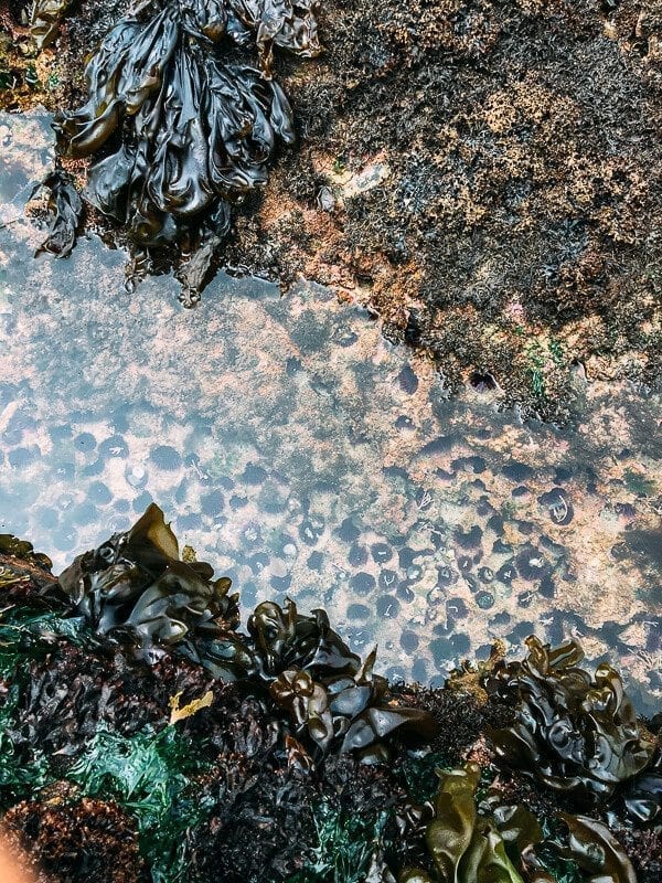 Point Lobos, by jcghk.dfhdjkvfj.cf
