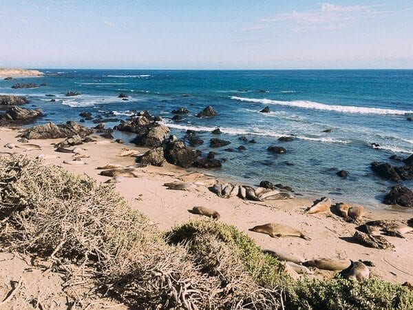 California Coast Elephant Seals, by jcghk.dfhdjkvfj.cf