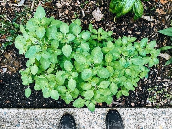 holy basil growing in garden