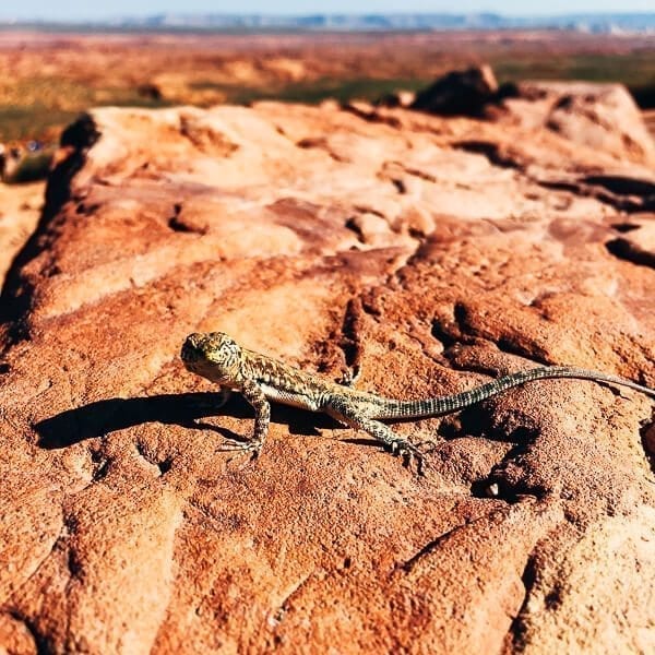 Arizona Lizard, by jcghk.dfhdjkvfj.cf
