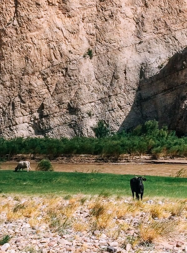 Boquillas Canyon Cows, Big Bend National Park - jcghk.dfhdjkvfj.cf