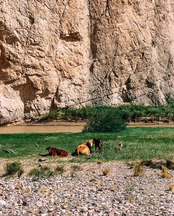 Boquillas Canyon Cows, Big Bend National Park - jcghk.dfhdjkvfj.cf