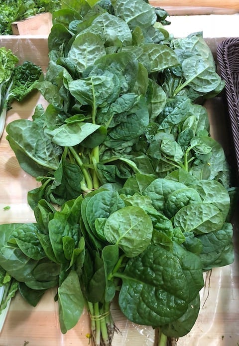 malabar-spinach by jcghk.dfhdjkvfj.cf