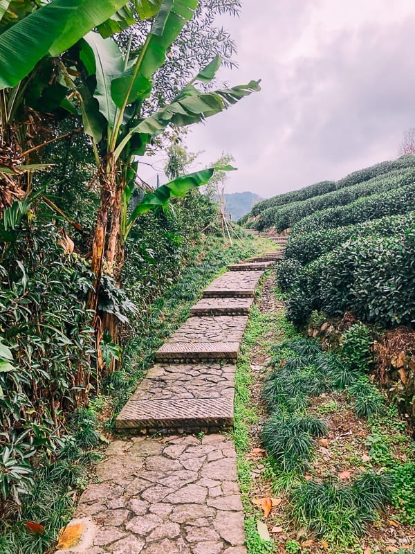 Longjing Tea Farm, by jcghk.dfhdjkvfj.cf