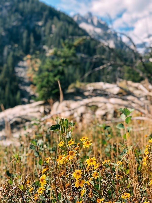 Yellowstone Wildflowers, jcghk.dfhdjkvfj.cf