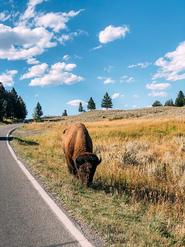 Buffalo on the side of the road, Yellowstone, jcghk.dfhdjkvfj.cf