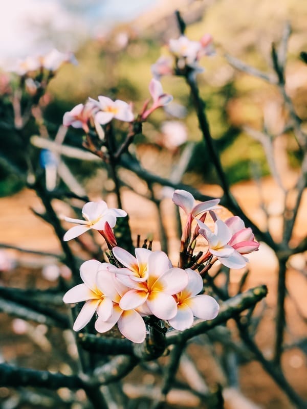 Plumeria Flowers on Tree, jcghk.dfhdjkvfj.cf