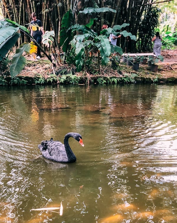 Black Swan at Byodo In, jcghk.dfhdjkvfj.cf