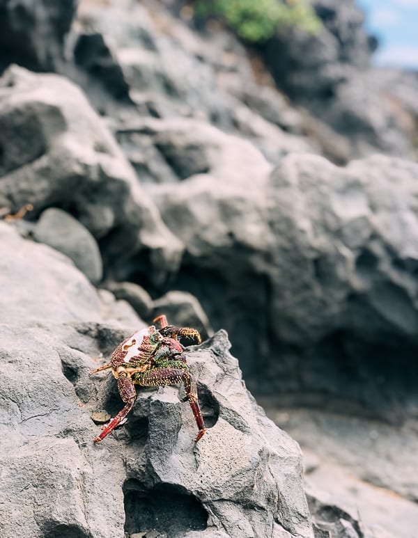 Crab in Hawaii, jcghk.dfhdjkvfj.cf