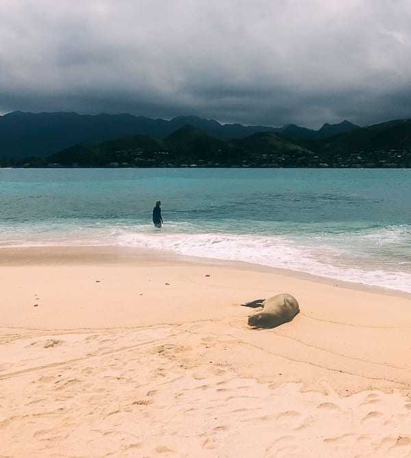 Hawaiian Monk Seal, jcghk.dfhdjkvfj.cf