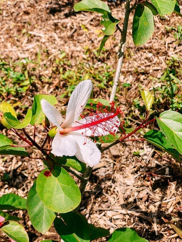 Hawaiian hibiscus flower, jcghk.dfhdjkvfj.cf