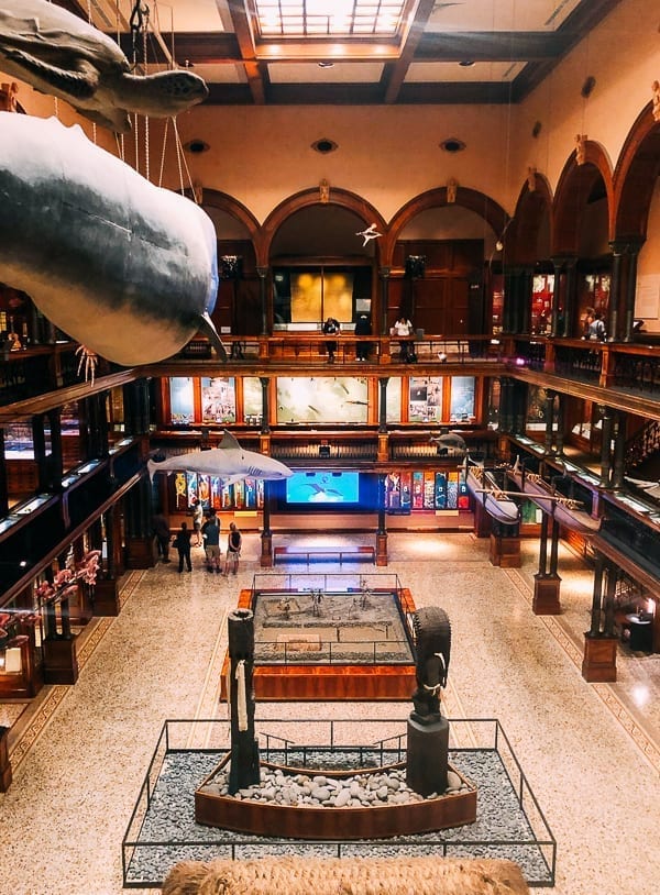 Bishop Museum hall, jcghk.dfhdjkvfj.cf