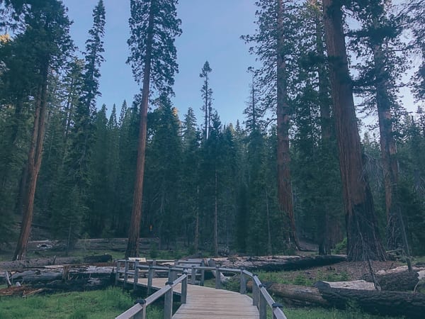 Mariposa Grove in Yosemite, jcghk.dfhdjkvfj.cf
